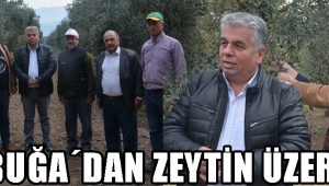 AKBUĞA´DAN ZEYTİN ÜZERİNE