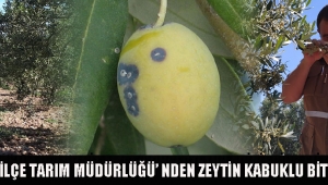 AKHİSAR İLÇE TARIM MÜDÜRLÜĞÜ’ NDEN ZEYTİN KABUKLU BİTİ UYARISI!