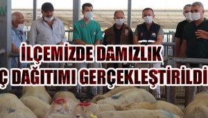 İLÇEMİZDE DAMIZLIK KOÇ DAĞITIMI GERÇEKLEŞTİRİLDİ!