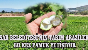 Akhisar Belediyesi’nin tarım arazilerinde bu kez pamuk yetişiyor