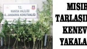 MISIR TARLASINDA KENEVİR YAKALANDI