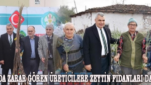 Yangında Zarar Gören Üreticilere Zeytin Fidanları Dağıtıldı