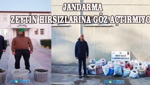 JANDARMA ZEYTİN HIRSIZLARINA GÖZ AÇTIRMIYOR