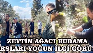 Zeytin Ağacı Budama Kursları Yoğun İlgi Görüyor