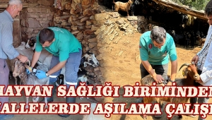 Hayvan Sağlığı Biriminden Mahallelerde Aşılama Çalışması