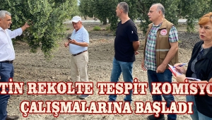 Zeytin Rekolte Tespit Komisyonu Çalışmalarına Başladı