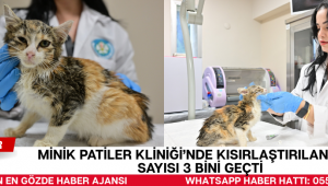 Minik Patiler Kliniği'nde Kısırlaştırılan Kedi Sayısı 3 Bini Geçti