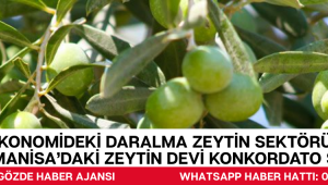 Ekonomideki Daralma Zeytin Sektörünü Vurdu: Manisa’daki Zeytin Devi Konkordato Sürecinde