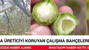 Akhisar’da Üreticiyi Koruyan Çalışma: Bahçelerde Detaylı İnceleme