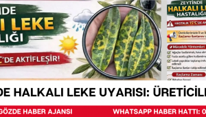 Zeytinde Halkalı Leke Uyarısı: Üreticilere Kritik Çağrı