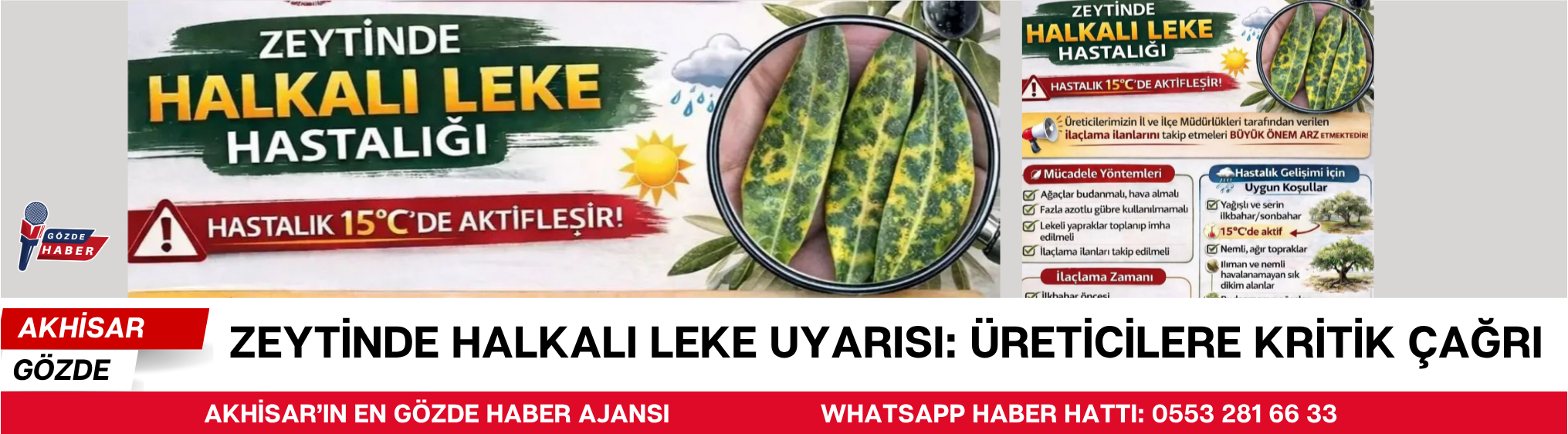 Zeytinde Halkalı Leke Uyarısı: Üreticilere Kritik Çağrı