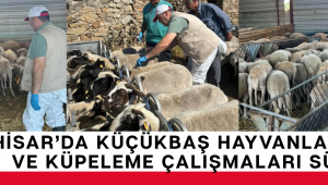 Akhisar'da Küçükbaş Hayvanlara Aşılama ve Küpeleme Çalışmaları Sürüyor