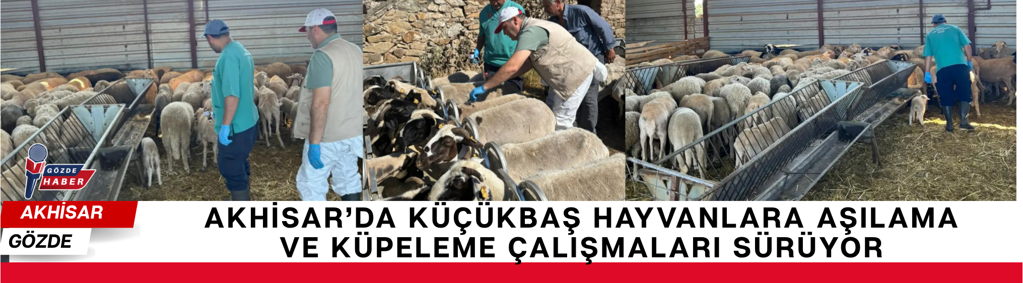 Akhisar'da Küçükbaş Hayvanlara Aşılama ve Küpeleme Çalışmaları Sürüyor