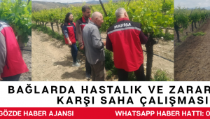 Bağlarda Hastalık ve Zararlılara Karşı Saha Çalışması