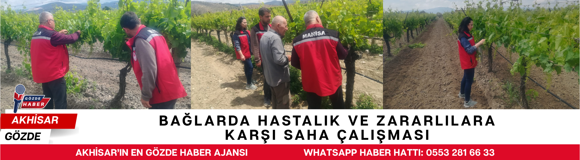 Bağlarda Hastalık ve Zararlılara Karşı Saha Çalışması