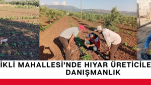 Selçikli Mahallesi’nde Hıyar Üreticilerine Yerinde Danışmanlık
