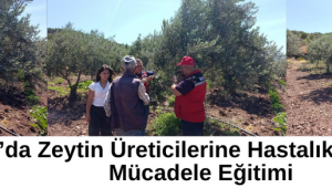 Akhisar’da Zeytin Üreticilerine Hastalık ve Zararlılarla Mücadele Eğitimi