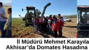 İl Müdürü Mehmet Karayılan, Akhisar’da Domates Hasadına Katıldı