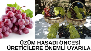 ÜZÜM HASADI ÖNCESİ ÜRETİCİLERE ÖNEMLİ UYARILAR
