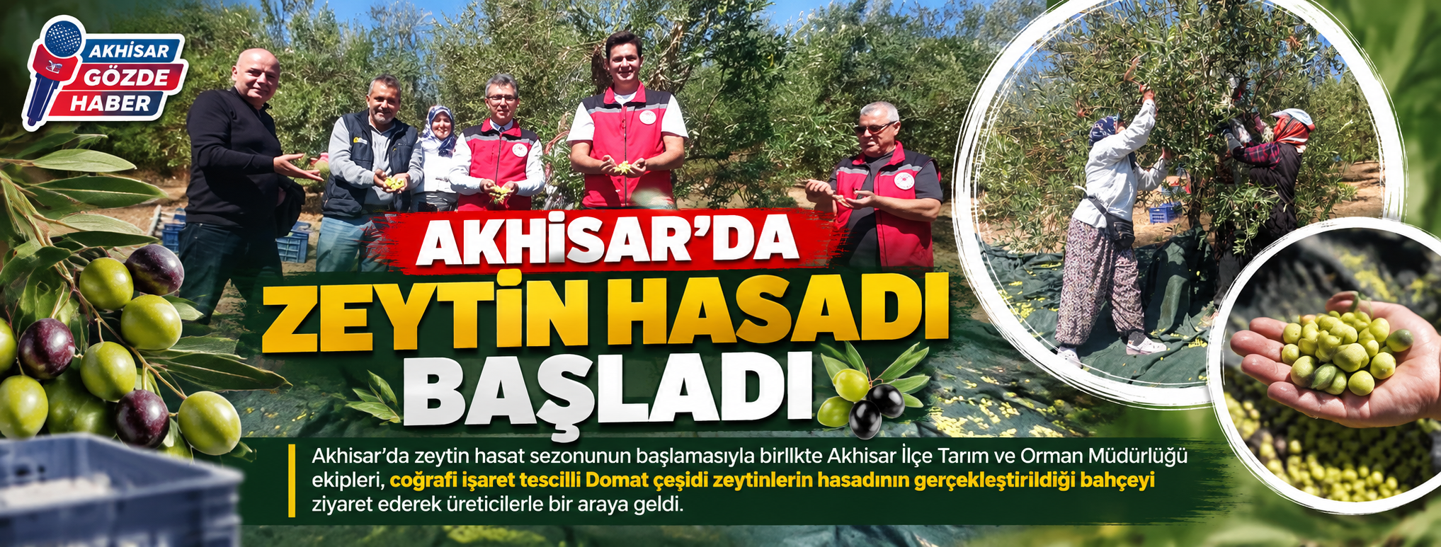 Akhisar’da Zeytin Hasadı Başladı: İlçe Tarım Ekipleri Üreticilerle Buluştu