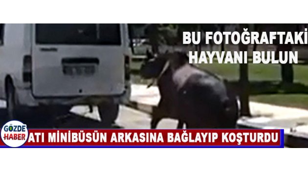 Atı minibüsün arkasına bağlayıp koşturdu