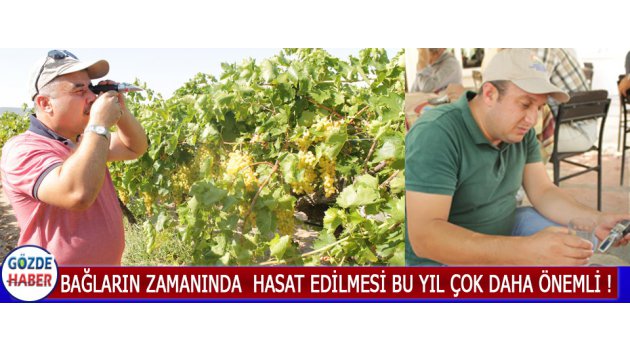 Bağların Zamanında Hasat Edilmesi Bu Yıl Çok Daha Önemli !