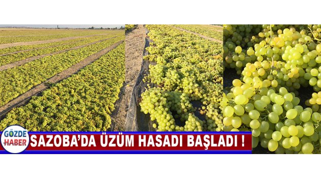  Sazoba’da Üzüm Hasadı Başladı !