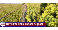  Sazoba’da Üzüm Hasadı Başladı !