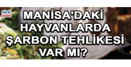 MANİSA'DAKİ HAYVANLARDA ŞARBON TEHLİKESİ VAR MI?