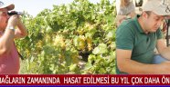 Bağların Zamanında Hasat Edilmesi Bu Yıl Çok Daha Önemli !
