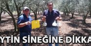 ZEYTİN SİNEĞİNE DİKKAT !